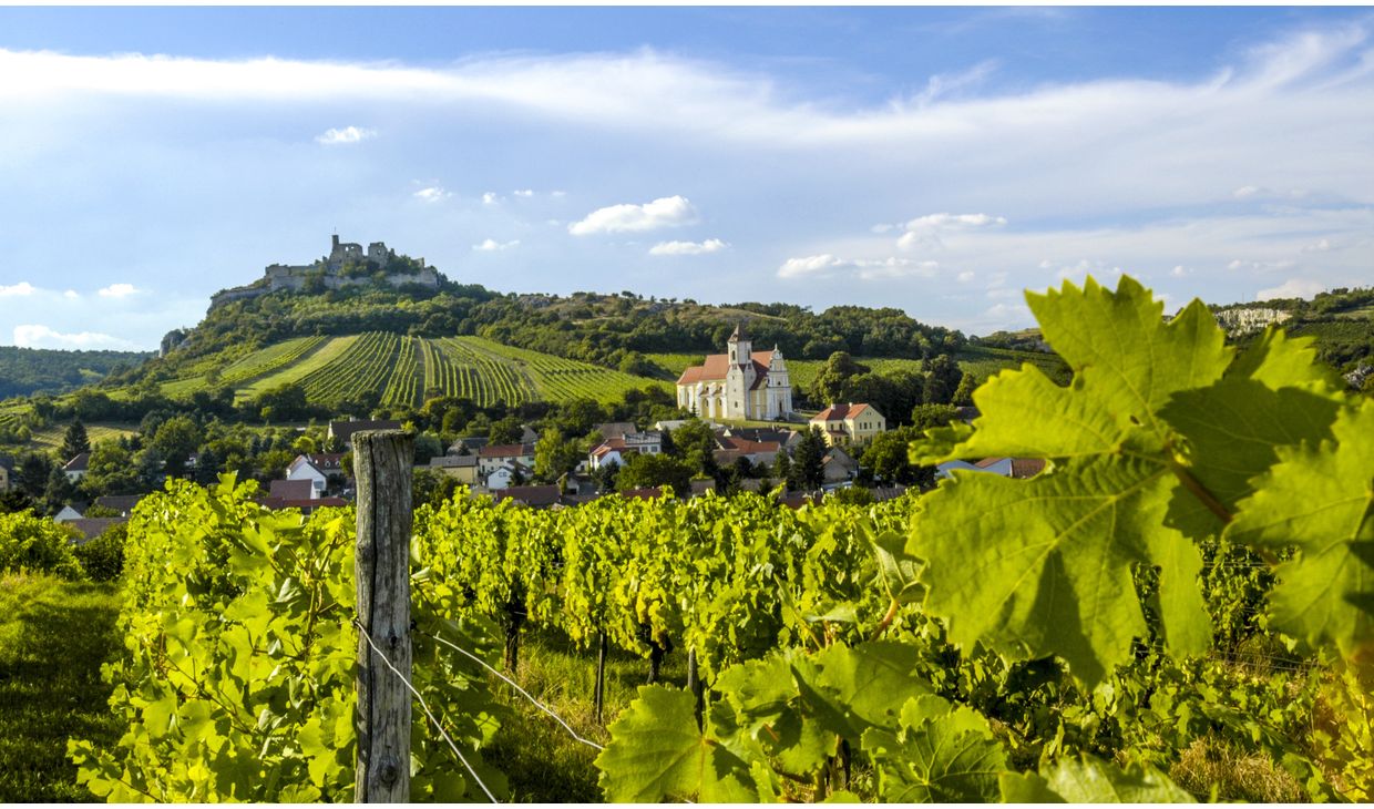 Studeny Gelber Muskatteller Weinviertel