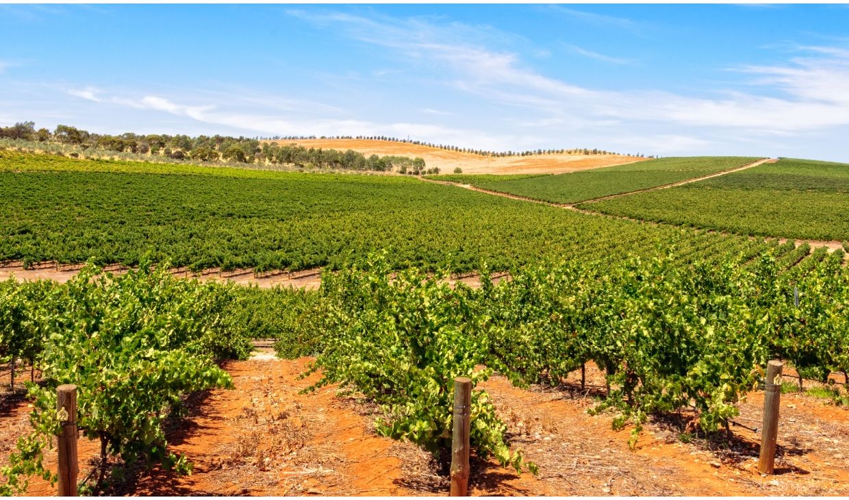 Boomballou Chardonnay     