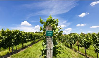 Zweigelt Familie Burgenland
